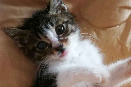 养猫的好处和坏处，养猫久了能变得爱干净但爱花钱