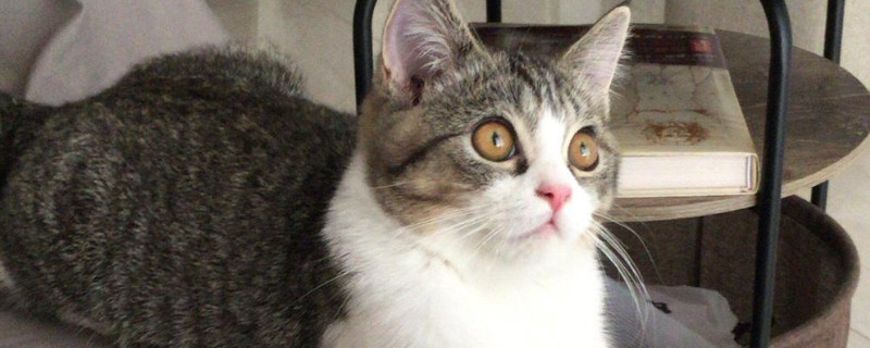 土猫和宠物猫的区别