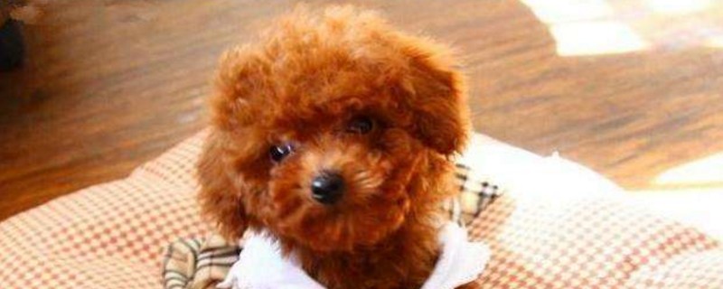 泰迪多大开始懂事