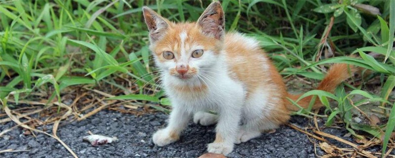 怀孕的猫能体外驱虫吗