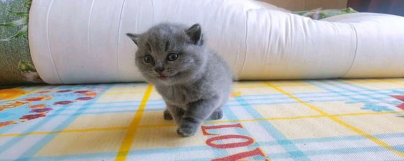 猫会不会认主