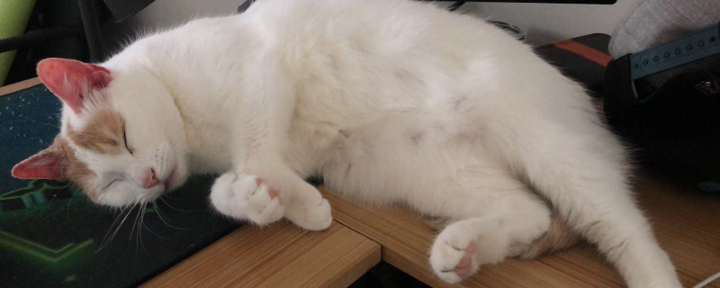 猫一直吐白沫