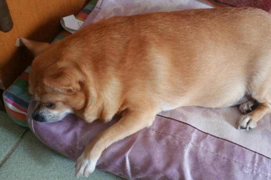 狗狗拉黑色沥青便便