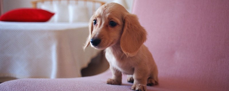 幼犬咬伤需要打狂犬吗