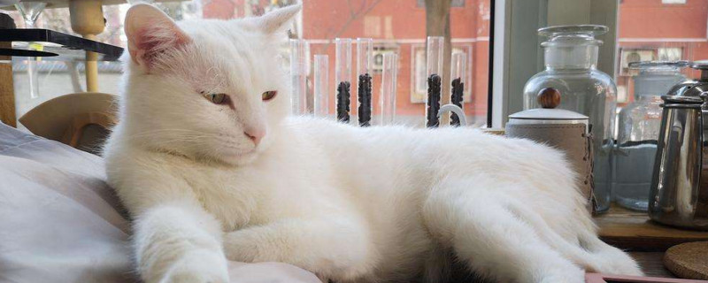 被猫咬破皮没出血要打针吗