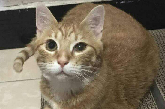 猫咪一只眼睛睁不开怎么回事
