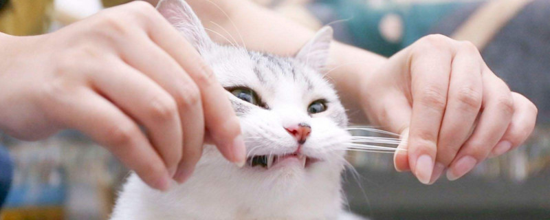 猫咪的胡子有什么用吗