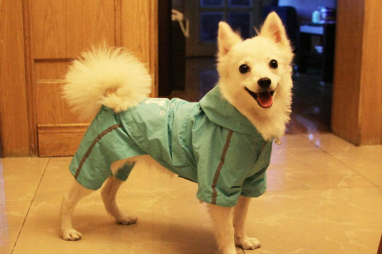 银狐犬寿命