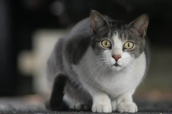 流浪猫有鼠疫吗