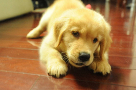 金毛幼犬怎么喂养