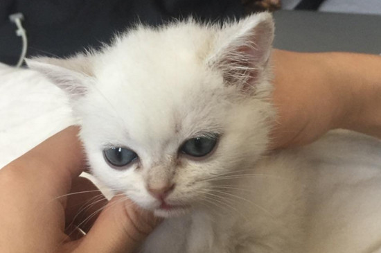 猫藓的症状