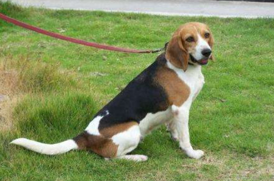 比格犬掉毛吗，掉毛不多但要少吃盐多刷毛