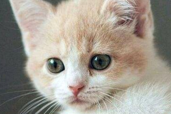 猫多长时间洗一次澡