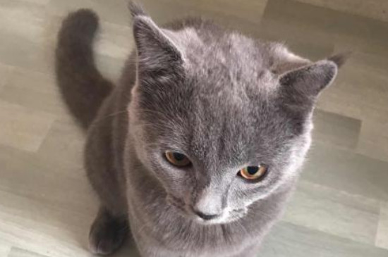 猫自己在家会孤独吗