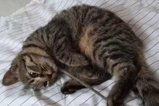 狸花猫记仇的表现
