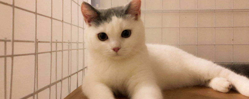 16磅猫粮可以吃多久