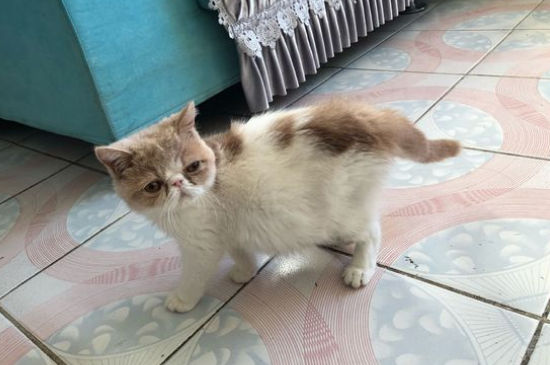 猫用身体蹭你代表什么