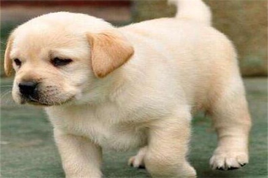 拉布拉多幼犬喂什么，羊奶或者清淡的熟肉沫以补充营养