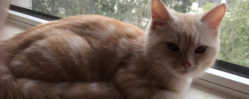 猫咪缺钙怎么办
