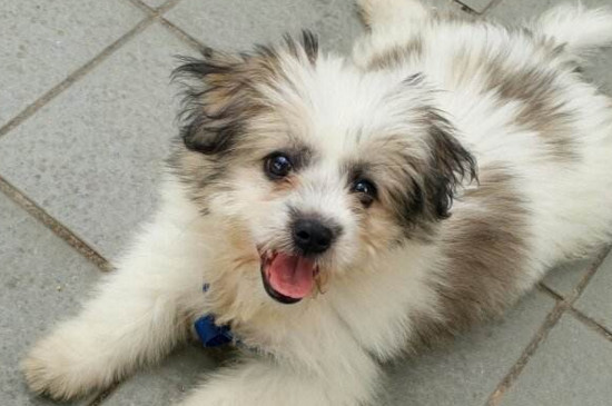 小狗打狂犬疫苗时间