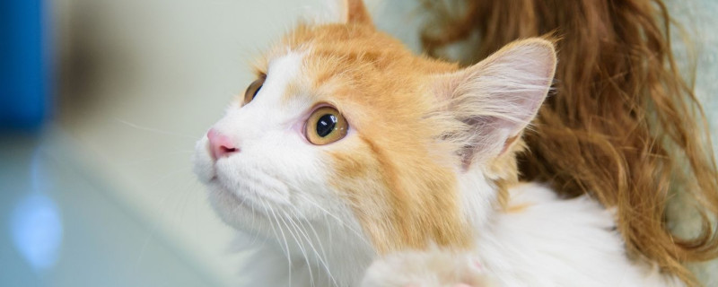 猫多大打疫苗