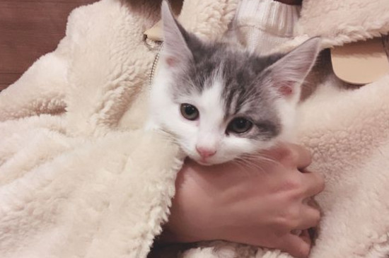 被猫咬了怎么办