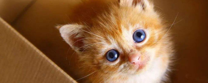 养猫对婴幼儿的危害