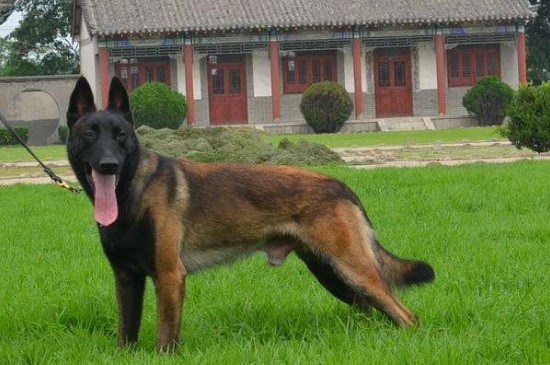 幽灵犬是不是马犬