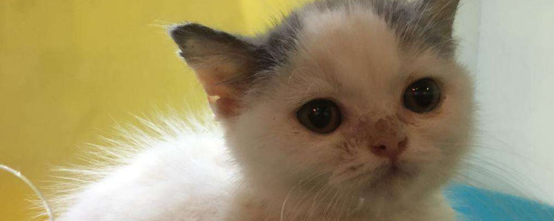 猫的观水症还有救么