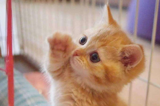 猫为什么会吐一堆黄东西