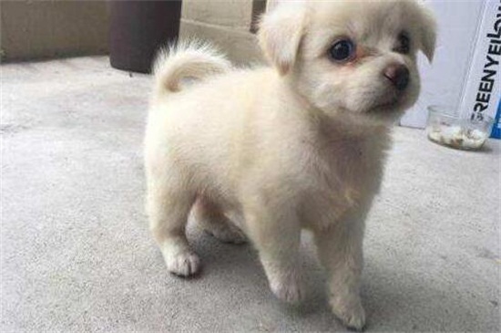 一个月的狗狗养的禁忌