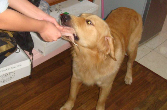 狗狗护食会咬主人吗
