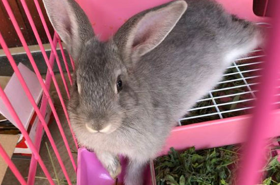 兔子死的时候什么症状