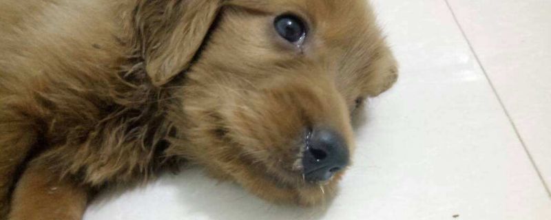 狗狗流黄鼻涕能自愈吗