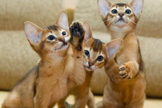 养多只猫注意事项