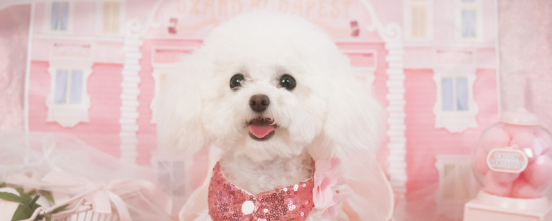 养泰迪犬对人的危害