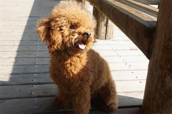 泰迪犬拉稀怎么办，注意保暖少量多餐并及时驱虫