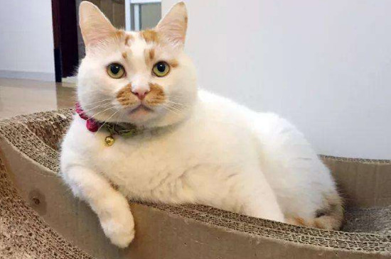 把猫咪送走它明白吗