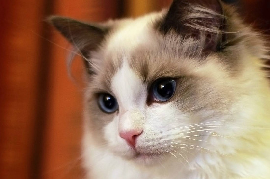 猫吃生的还是熟三文鱼