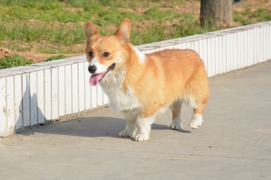 柯基各种动作代表什么