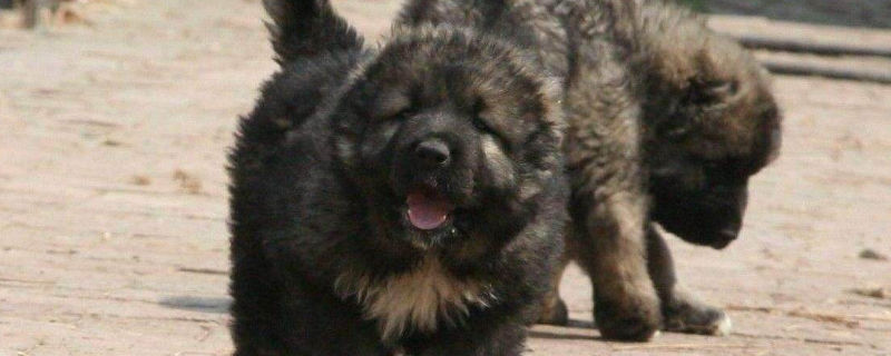 高加索犬什么时候认主人