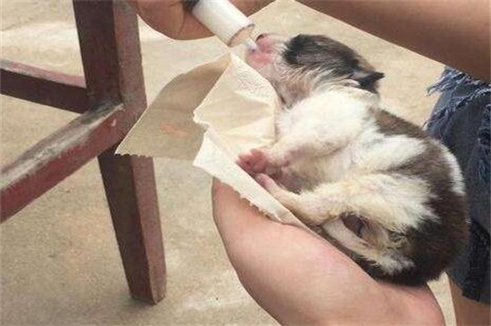 小狗出生多久打疫苗