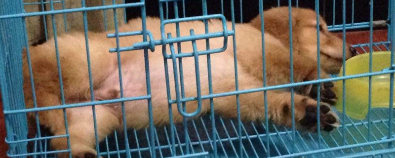 狗狗睾丸黑斑块