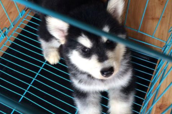 幼犬流鼻涕