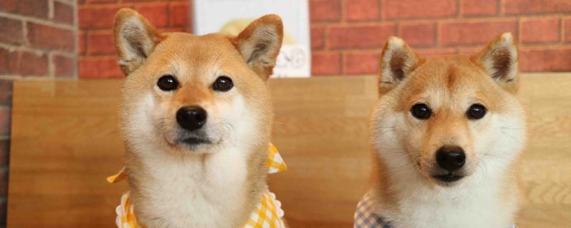 柴犬为什么经常咬人