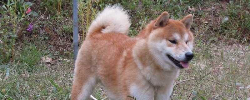 狗能不能吃蒜