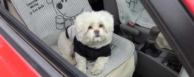 狗狗可以坐大巴吗