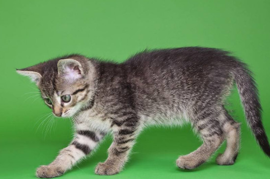 猫怕绿色吗