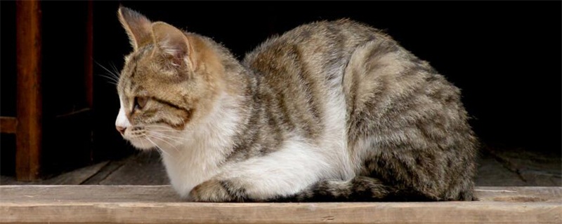 四个月猫咪多重