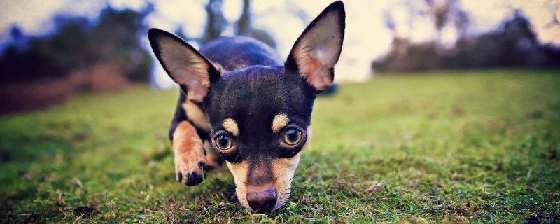 狗狗注射狂犬疫苗时间